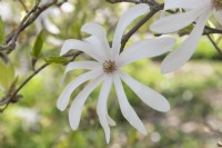 Magnolia x loebneri 'Leonard messel'