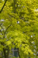 Acer palmatum 'Orange Dream' Japanese maple