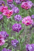 Tulipa 'Blue Diamond' tulip