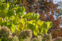 Cercis canadensis 'Hearts of Gold' - redbud - October