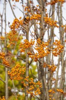 Sorbus 'Autumn Spire' berries - Mountain ash - November