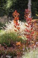 Cotinus 'Candy Floss' - Smoke bush - November