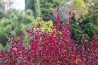 Berberis thunbergii f. atropurpurea 'Dart's Red Lady' - Japanese barberry - November