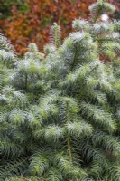 Cunninghamia lanceolata 'Glauca' - Chinese fir - November