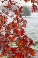 Quercus rubra leaves - November 