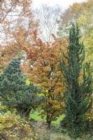 Conifers and trees in autumn, Pinus parviflora 'Brevifolia', Acer palmatum 'Shishi-gashira' and Chamaecyparis lawsoniana 'Wissel's Suguaro' - November

Foggy Bottom, The Bressingham Gardens, Norfolk, designed by Adrian Bloom