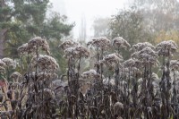 Eupatorium maculatum 'Gateway' in morning frost - Joe-pye weed - November 