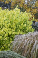 Cornus sericea subsp. occidentalis 'Sunshine' with Miscanthus sinensis 'Kaskade' - November 

Foggy Bottom, The Bressingham Gardens, Norfolk, designed by Adrian Bloom