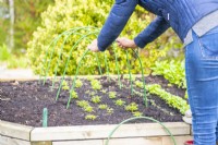 Woman placing arches over Tagetes on the raised bed