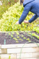Woman placing arches over Tagetes on the raised bed
