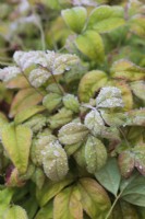 Frosty leaves of Nandina domestica- January