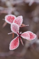 Frost on leaves of Berberis thunbergii 'Golden Ring' - January