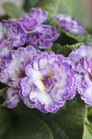Primula Belarina Lively Lilac