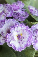 Primula Belarina Lively Lilac