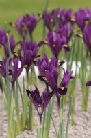 Iris reticulata 'Purple Hill'  March