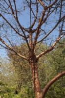 Acer griseum against blue sky - Paper Bark Maple, April
