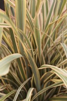  Phormium 'Golden Ray' - New Zealand Flax