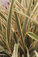 Phormium 'Golden Ray' - New Zealand Flax