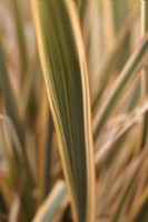Phormium 'Golden Ray' - New Zealand Flax