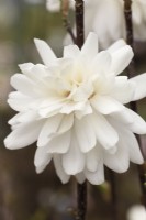 Magnolia x Loebneri 'Wildcat' flower