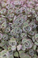 Sedum ewersii var. homophyllum 'Rose Carpet'