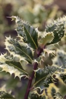 Ilex aquifolium 'Ferox Argentea' - Hedgehog Holly