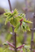 Acer shirasawanum 'Aureum' leaves unfurling - Golden Fullmoon Maple
