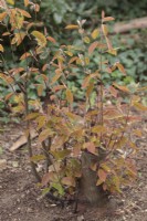 Amelanchier  showing regrowth from cut stump