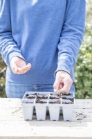 Woman sowing Salad Rocket seeds in the seed tray