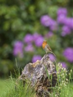 Erithacus rubecula - Robin perched on tree stump