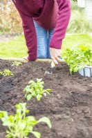 Woman digging small hole to plant the Salad Rocket plugs in