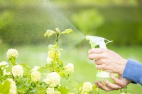 Woman spraying blackfly with soapy water