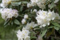 Rhododendron caucasicum Pall. 'Ochroleucum'