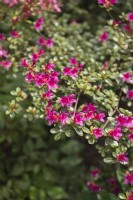 Rhododendron obtusum f.amoenum