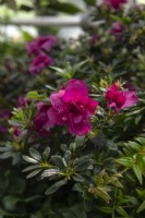 Rhododendron simsii 'puppa'