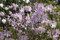 Rhododendron schlippenbachii - Royal Azalea