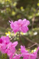 Rhododendron Albrechtii