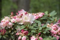 Rhododendron 'Moorglocke' 