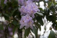 Rhododendron augustinii 