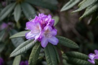 Rhododendron 'Professor Doktor Drude'