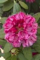 Rhododendron 'Chevalier Felix du sauvage'