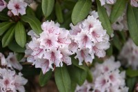 Rhododendron 'Rosamundii'