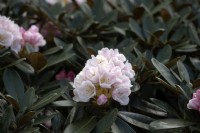 Rhododendron 'Silbervelours'