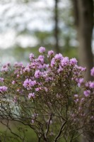 Rhododendron dauricum f. fittianum