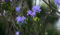 Rhododendron 'Russautinii'