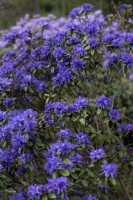 Rhododendron 'Blue wonder'
