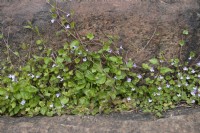 Cymbalaria muralis - Ivy leaved toadflax growing from between the cracks between the rocks in a rockery. 