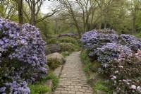 Bremen Germany Rhododendron Gardens. 
Garden feature, rockery with blue rhododendrons. 