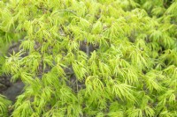 Acer palmatum 'Dissectum' maple