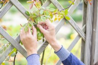 Woman tying in climbing rose to wooden arch